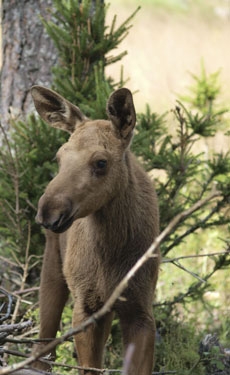 Cemex receives four Wildlife Habitat Council awards