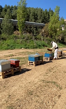 Cementos Cosmos installs an apiary at its Corullón quarry