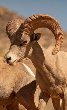 Cemex reintroduces bighorn sheep in Northwest Mexico