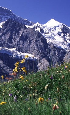 Cement plants in Khrew contribute to decline of critically endangered red deer