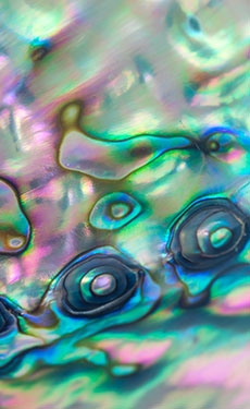 Princeton University team develops tough cement based on mother-of-pearl