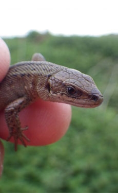 Tarmac establishes new reptile habitats at Bellhouse quarry