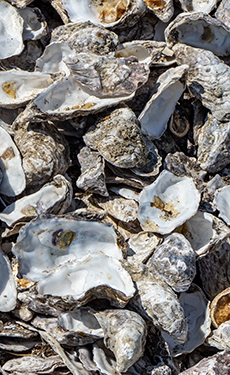 Green Island Cement and hotels in Hong Kong repurpose oyster shells for cement production