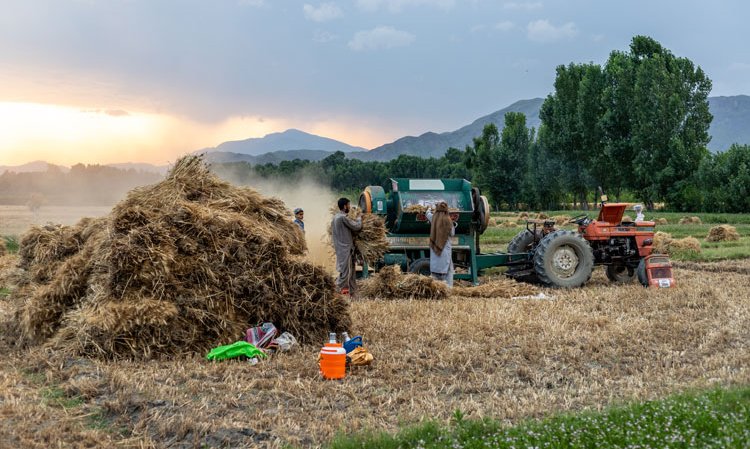 Power Cement has developed partnerships with local farmers, providing much needed income and jobs in exchange for biomass wastes that would otherwise be burned in the field. Credit: GreenThumbShots / Shutterstock.