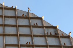 Common Myna birds gathering at dusk on the warm preheater tower.