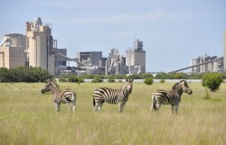 Right: Some cement producers have taken steps to head off climate change regulations and rehabilitate / improve land in their immediate vicinity. Here zebras roam freely in the rehabilitated quarry of the AfriSam Dudsfield plant in South Africa. Source: Erina Du Troit, entrant to the Global Cement Photography Competition.