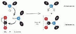 Reaction between CO2 and amines leads to carbamate and ammonium ions. These are soluble and can be pumped underground for long-term storage.