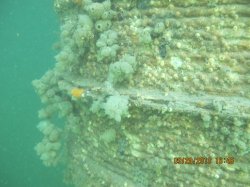 Water-filtering tunicate formations on an ECOncrete pier pile in Brooklyn, New York, US, three months post-deployment.