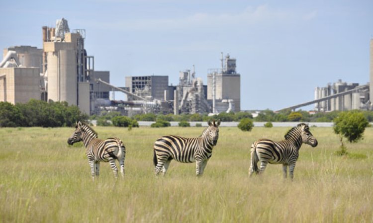 The AfriSam Dudfield plant in South Africa, seen across its recently rehabilitated quarry. Source: Erina du Troit, entrant in the Global Cement Photography Competition 2016.