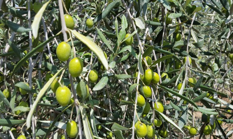 Olives ripening in the plant's olive groves.
