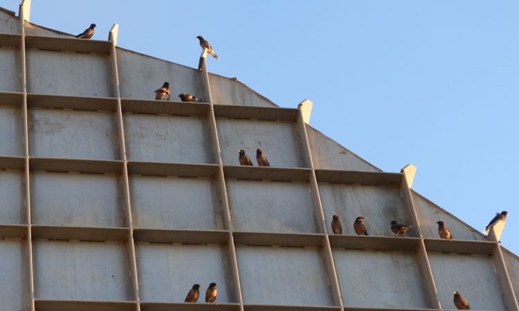Common Myna birds gathering at dusk on the warm preheater tower.