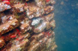 A blenny finds a niche on an ECOncrete sea wall in Israel.