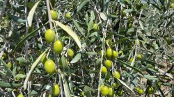 Olives ripening in the plant's olive groves.